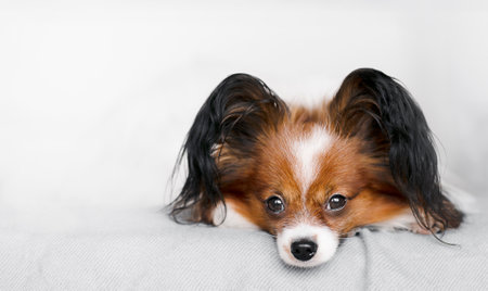 A close-up portrait of a dog lying on a bed looks into the frame against a light background. Copy spaceの写真素材