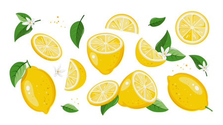 lemon collection. Tropical set with yellow lemons and lemon slices. Vector illustration isolated on white backgroundのイラスト素材