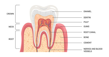 Dental anatomy, infographics. Medical banner or poster. Cross section tooth layers: enamel, dentine, pulp with blood vessels and nerves, cementum and structures around itのイラスト素材