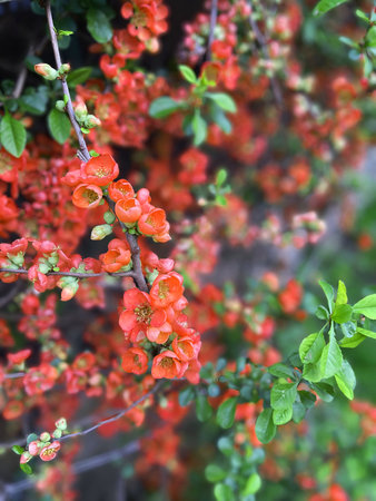 Quince flowers and buds. Flowers of henomeles in spring in the garden. Japanese quince blooms