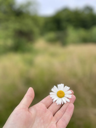 A hand holding a white chamomile flower on a green background. Daisy. Summer. Field flower