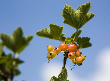 immature currants