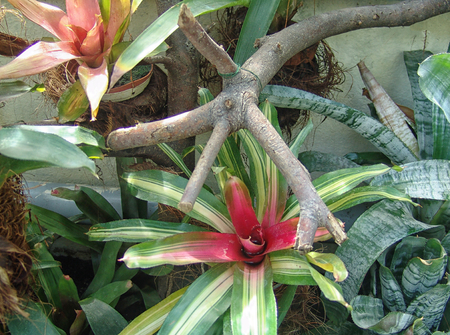 Background nature. Natural background Cactus succulent plantの写真素材