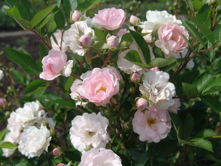 Beautiful white roses bush in the gardenの写真素材