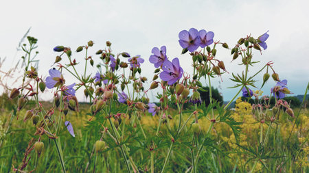 Purple wildflowers meadow with most cloudy sky,cosmos flower.