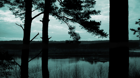 Pine forest and View in the Eveningの写真素材