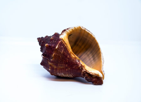 Beautiful Sea shell