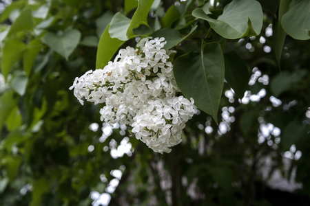 White Blooming Syringa vulgaris in Springの写真素材