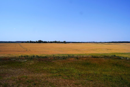 Beautiful panoramic view of a golden wheat field.