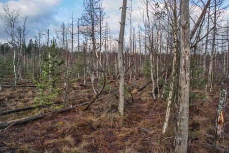 Nature trail, the wooden path over the swamp, sunset in the autumn. European trip.の写真素材