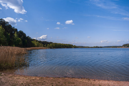 Dry yellow beautiful reeds on the lake.の写真素材