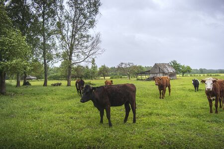 Curious cows grazing in green the field. This photo was taken in eastern Europe.の写真素材