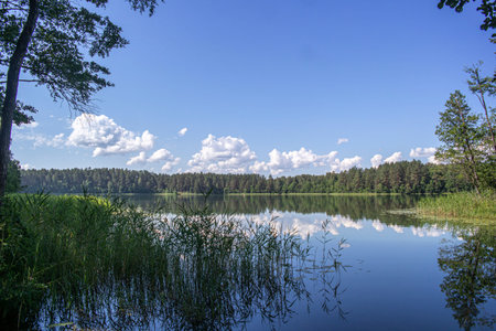 A bright, sunny day at the lake in the countryside. The dark water is calm. Shore-growing trees and...