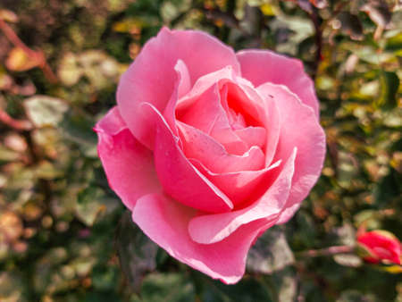 Red rose flower blooming in roses garden on background red roses flowers.の写真素材