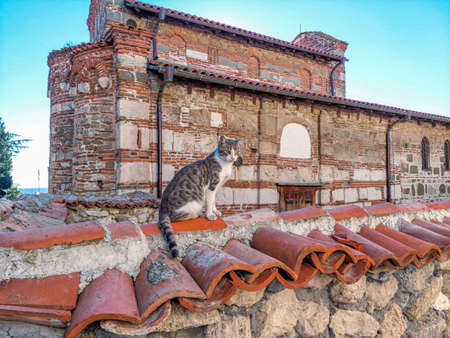 Kitty cat looks around and relaxed hello to new visitors in the streets of a Bulgarian Black sea small village town.の写真素材