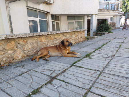 Resting street dogs on a sunny autumn day. Loose wonderful Romanian dogsの写真素材