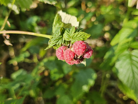 Ripe wild raspberry berries. Close-up. Lithuaniaの写真素材