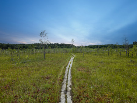 A wooden track through the swamp. Red moss, small pines. Lithuaniaの写真素材