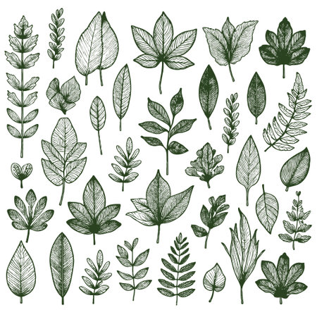 Leaves silhouette on white background vector illustration had drawn design. Vectorのイラスト素材