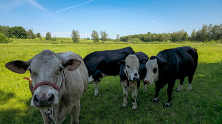 a close-up view of a cow, predominantly white with distinctive black spots around its eyes, ears,...