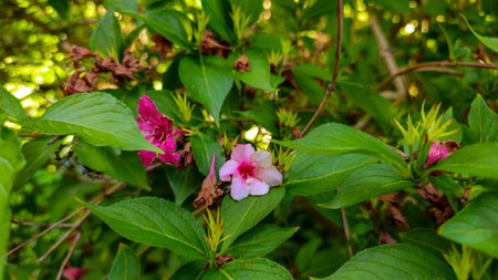 a close-up of a plant with green leaves and pink flowers. Some flowers are in full bloom, displaying...