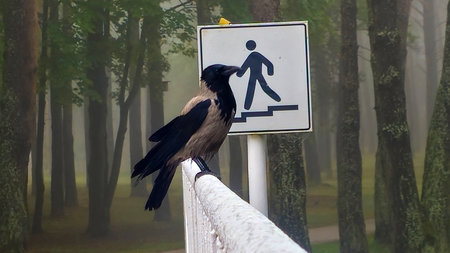 A crow sits on a pedestrian sign in a forest. Nord Europeの写真素材