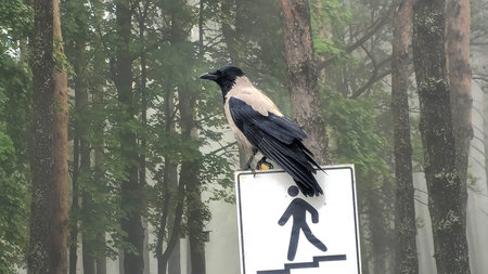 A crow sits on a pedestrian sign in a forest. Nord Europeの写真素材