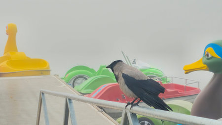 Crow on railing with colorful paddle boats. Nord Europe