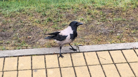 A hooded crow stands on a yellow sidewalk. Nord Europe