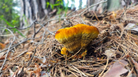 Orange, lumpy fungus on a forest floor. Nord Europe