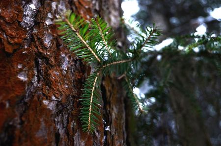 A branch of fir on the bark of pineの写真素材