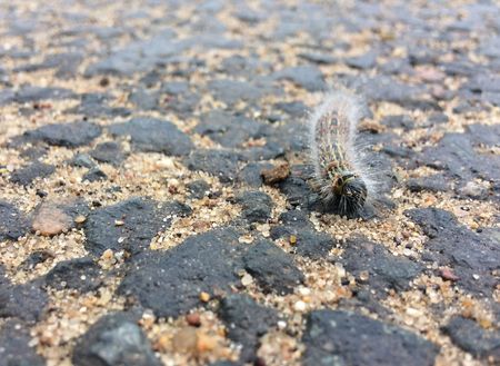 Fluffy caterpillar crawling along the roadの写真素材