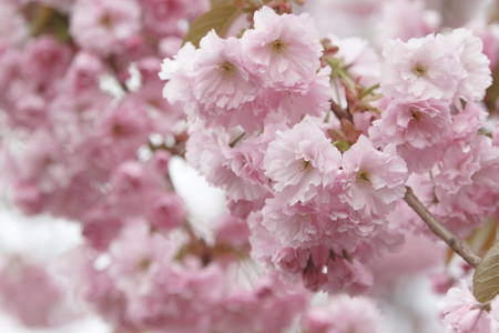 sakura flowers on a treeの写真素材