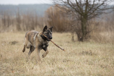 German shepherd runs with a stick in his mouth across the steppeの写真素材