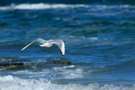 seagull flies above the sea with splashing waves