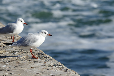 two seagulls stand on the edge of a pie and look at the seaの写真素材