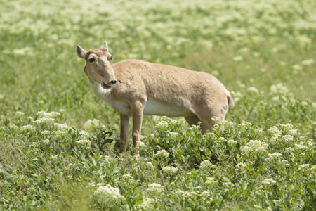 female saiga antelope stands in the steppe and smilesの写真素材