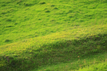 Green spring grass on a hill backgroundの写真素材