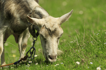 Goat feeds on a green meadow close-upの写真素材