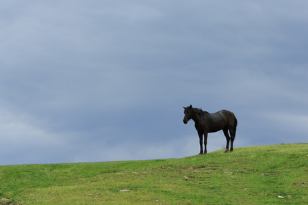 Lonely black horse stands in the green field under storm skyの写真素材
