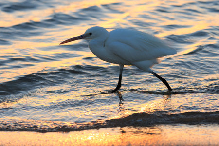 Heron walks in the sea water in the morning with sun reflects in the water with beautiful golden shineの写真素材