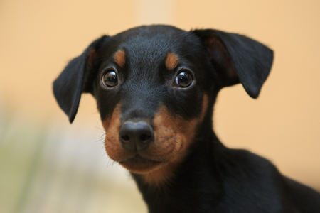 cute Doberman puppy close-up with pained eyes and hanging earsの写真素材