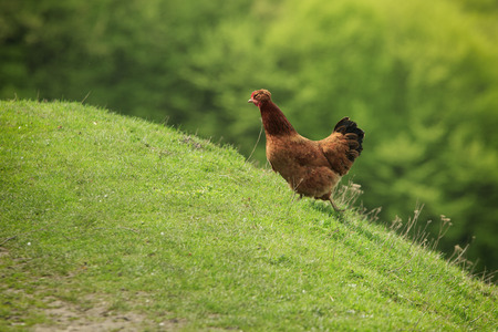ginger hen runs up on the green slope of the hillの写真素材
