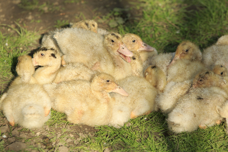 bunch of small yellow ducklings on the groundの写真素材