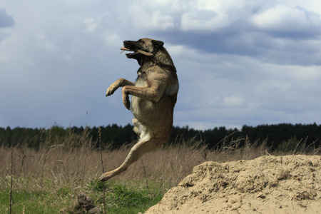 Big dog freeze in a jump cathcing the stick at natureの写真素材