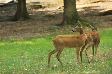 Two deers on a green glade in the autumn forestの写真素材