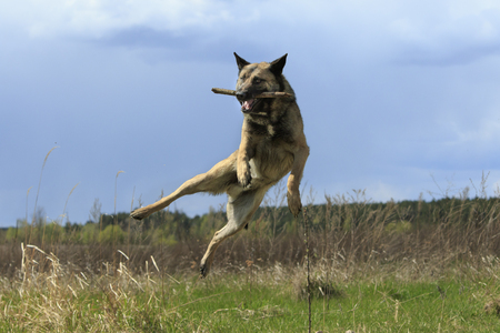 Dog In a Jump With a Stickの写真素材