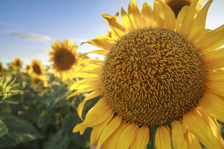 Sunflower close up in foreground of the fieldの写真素材