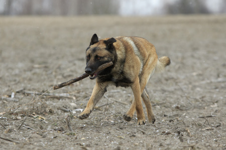 Funny ginger shepherd runs on the ground with long stick in his teethの写真素材
