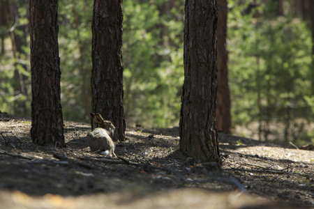 Wild gray hare sits under the pine in a forestの写真素材